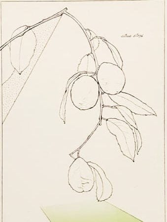 Citrus Utopi