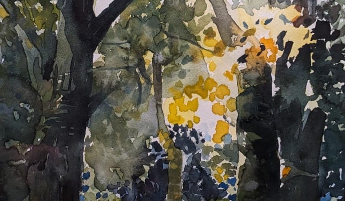 Beatty Ann Light penetrates the forest glade (Medium)