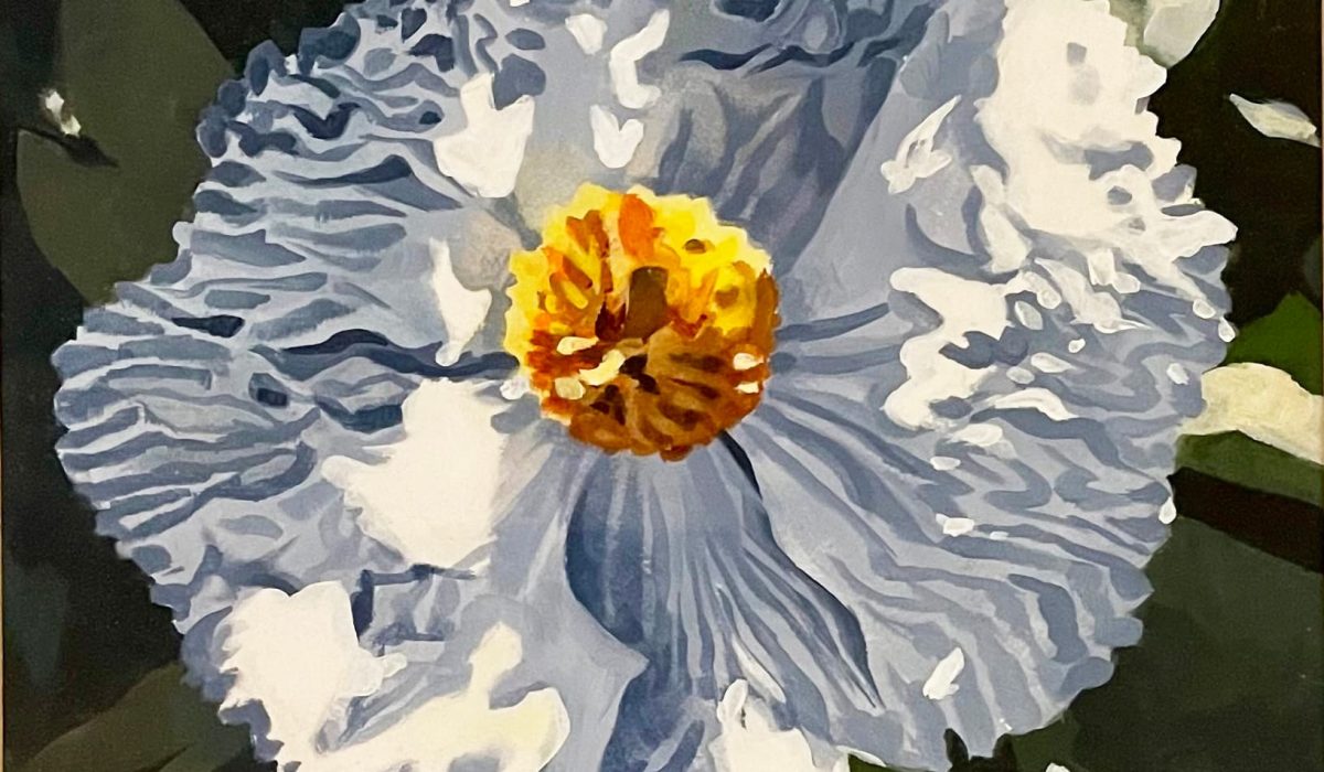 Ann Beatty. Matilija Poppy. Watercolour. 2015.