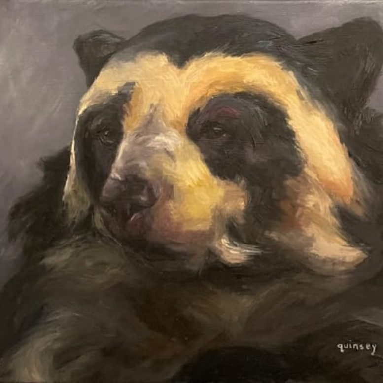 Tracy Quinsey. Spectacled Bear. Oil on canvas. No date.