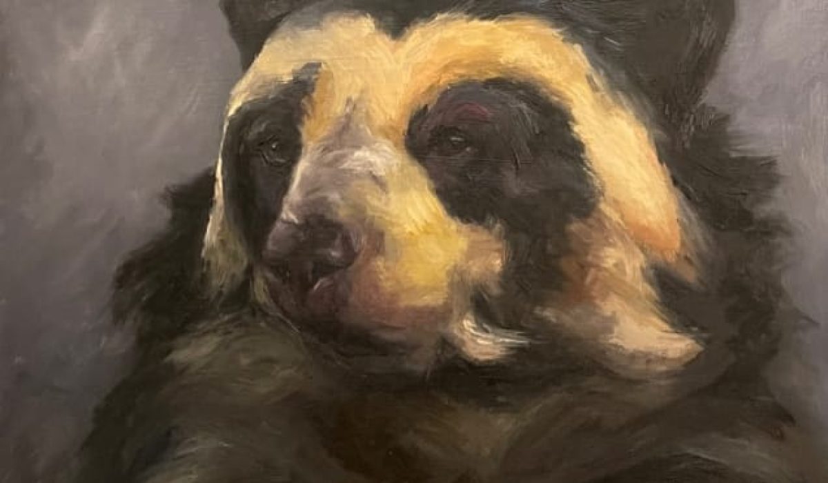 Tracy Quinsey. Spectacled Bear. Oil on canvas. No date.