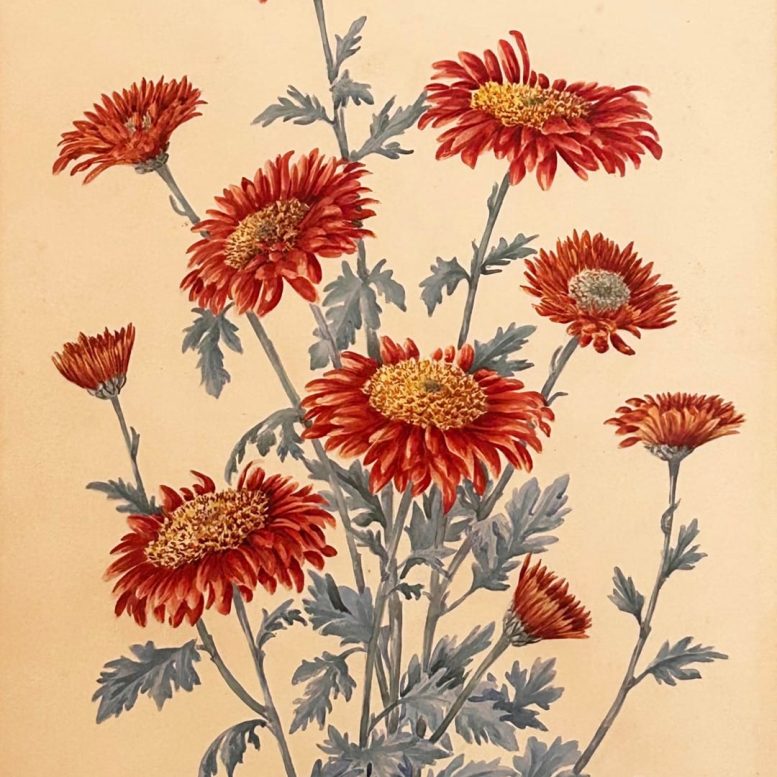 Emily Sartain. Christmas Red, Anemone Flower, Chrystanthemum. Gouache and watercolour on board. 1930.