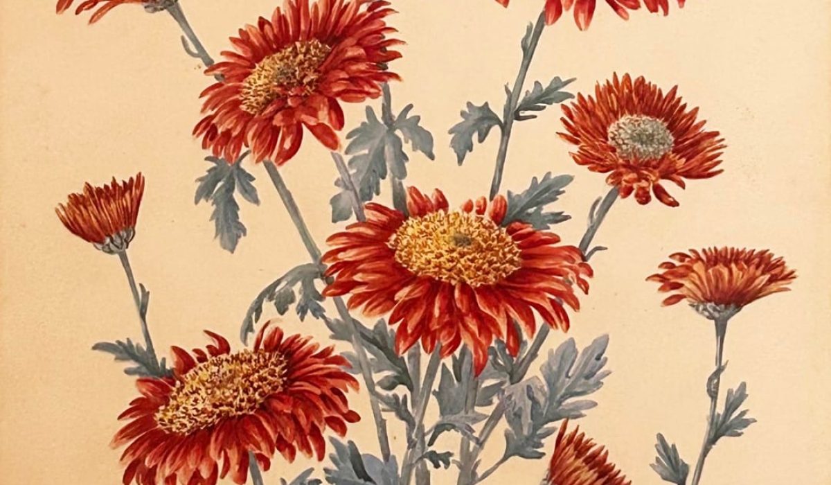 Sartain, Emily Red Christmas, Anenome flower, Chrysanthemum wc crop 2 (Large)
