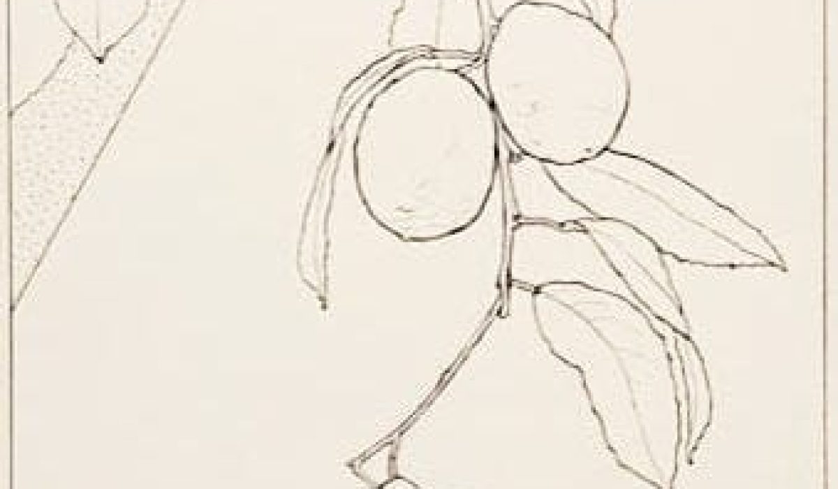 cropped-Young-Robert-Citrus-Utopia-1