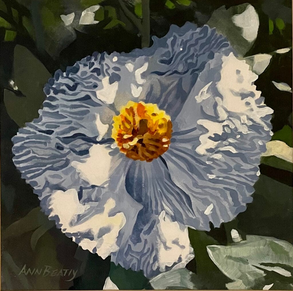 Untitled (Matilija poppy)