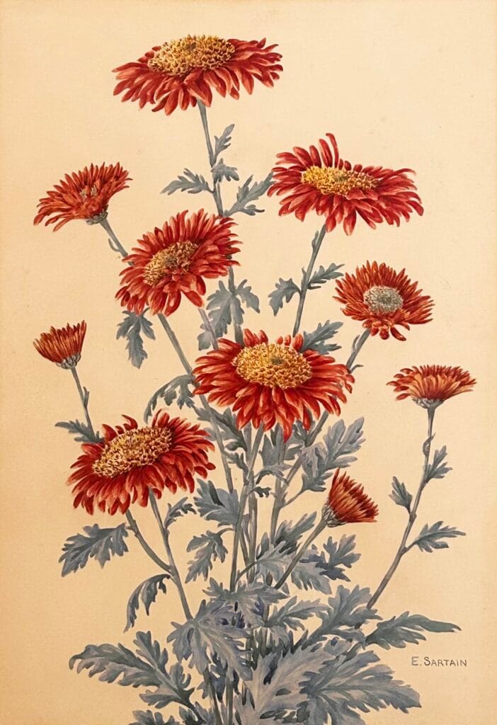 Christmas Red, Anenome Flower. Chrysanthemum.